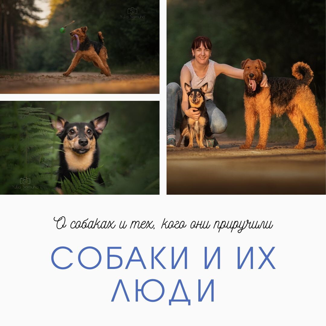 Фото: канистерапия в подкасте "Собаки и их люди", психолог, зоопсихолог, кинолог Екатерина Кастрицкая, автор книг и курсов