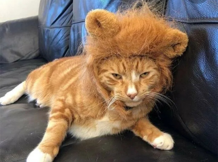 Чем кошка - не тигра?