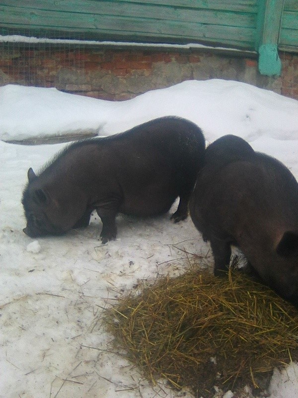 Вьетнамские поросята. Тут они еще маленькие
