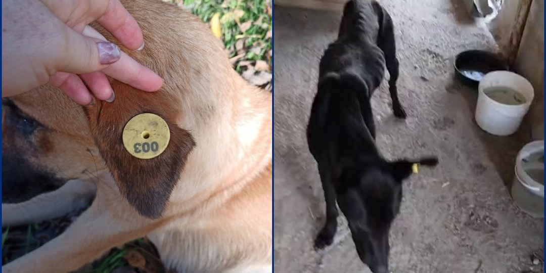 «Скелеты с бирками»: в Краснодаре выпустили десятки истощенных и беспомощных собак