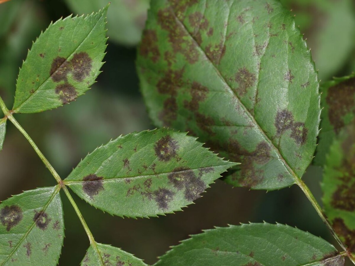 Изображение взято с ресурса "Яндекс картинки"