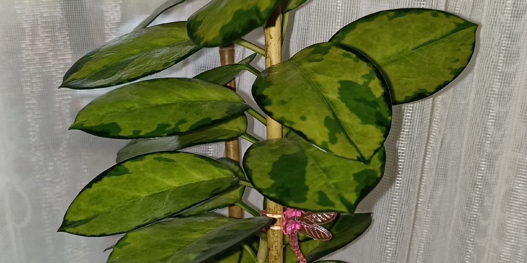 Лиза Австралис и ошибки в её выращивании.