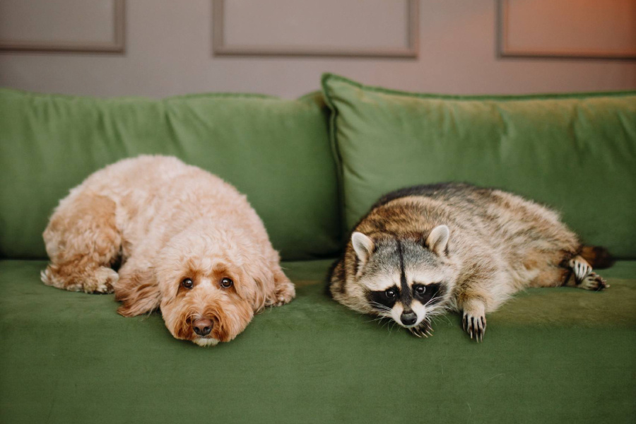 Кокапу Паддингтон и енот Тема
Фото: личный архив