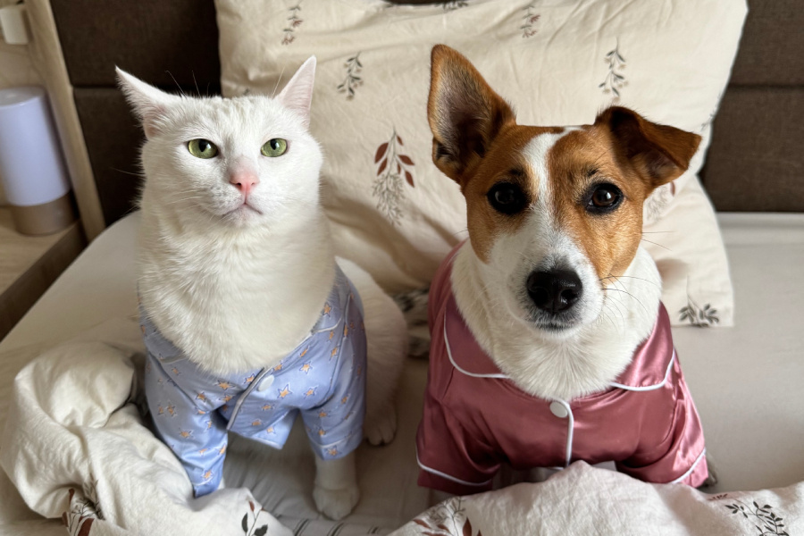 Кот Кокос и джек-рассел-терьер Холли
Фото: личный архив