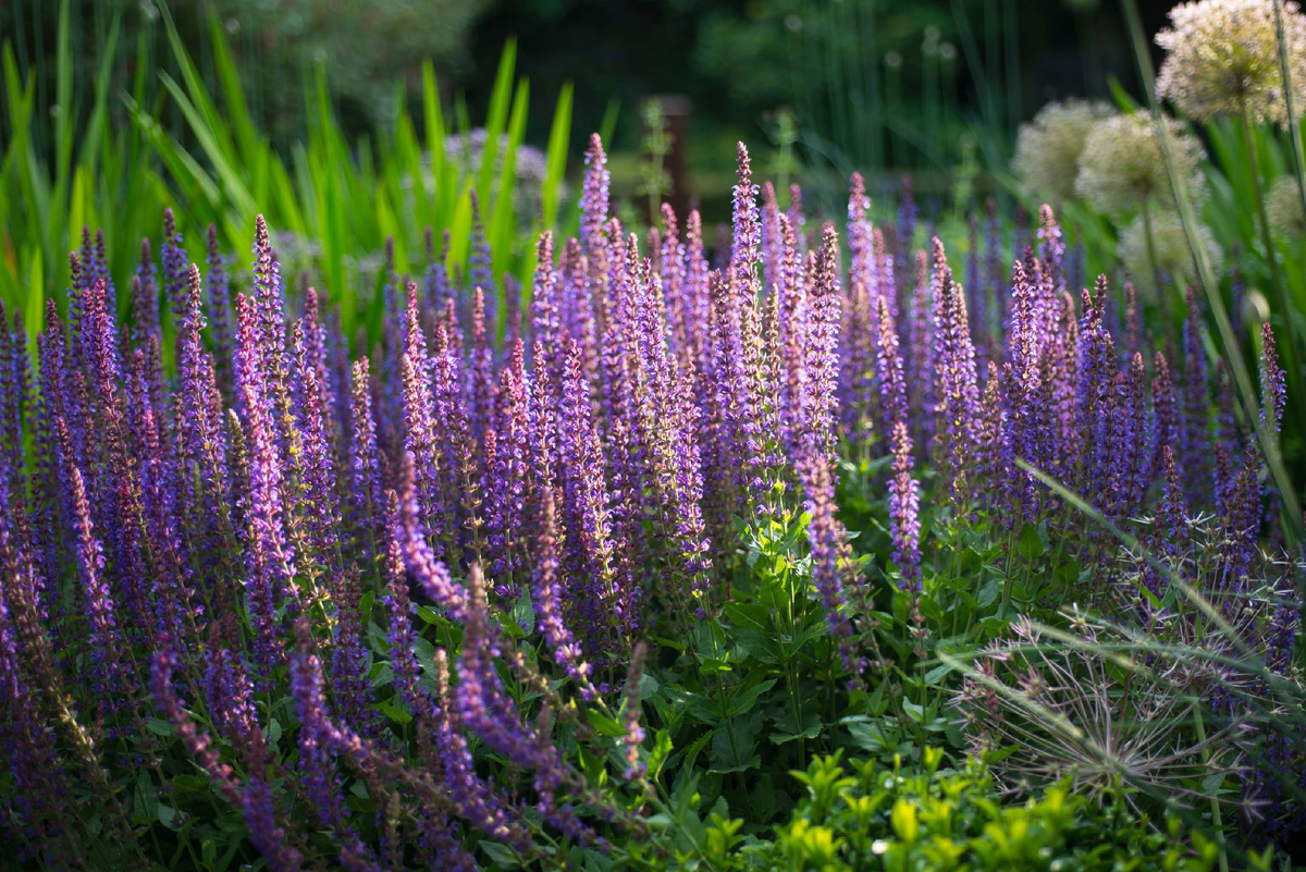 1 - Сальвия дубравная