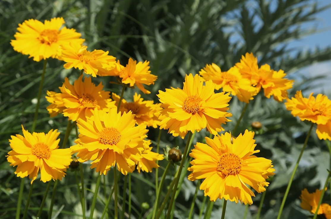 2 - Кореопсис