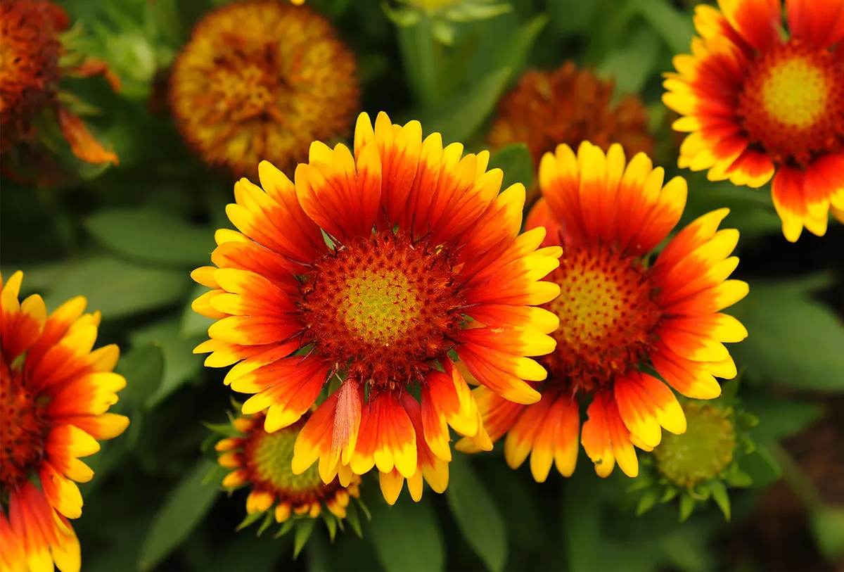 3 - Гайлардия