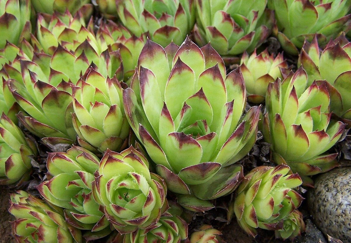 2 - Молодило