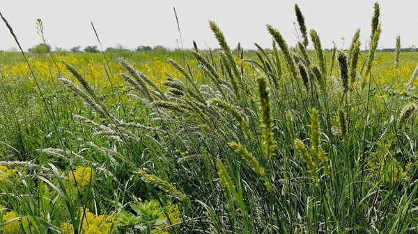    © АннА Гонгало