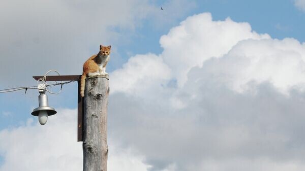    © РИА Новости . Константин Чалабов