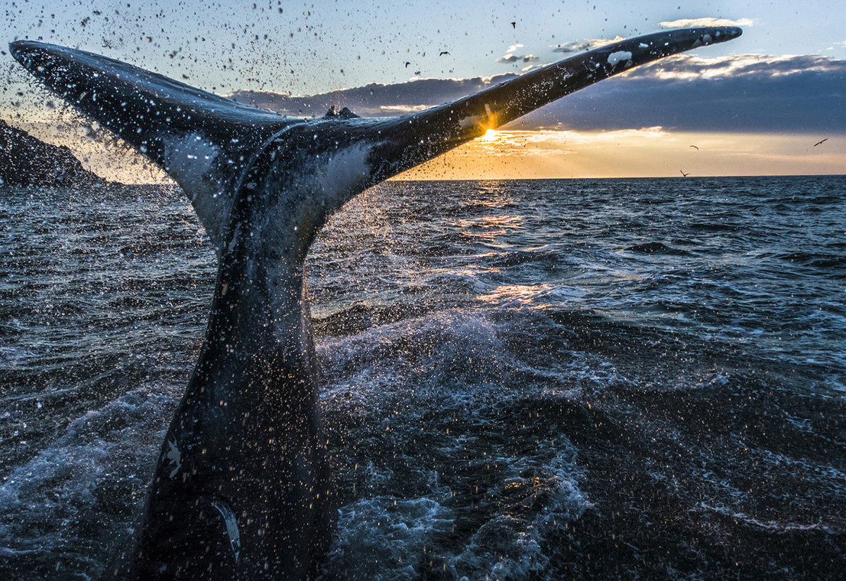 Самых крупных морских млекопитающих со всех сторон подстерегают опасности. Фото: Михаил Коростелёв