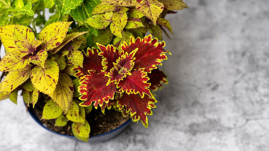 ShutterStock/Fotodom.ru