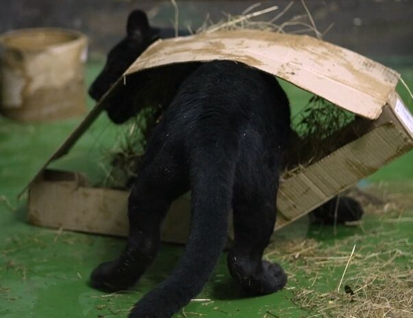 Кадр из видео Новосибирского зоопарка.