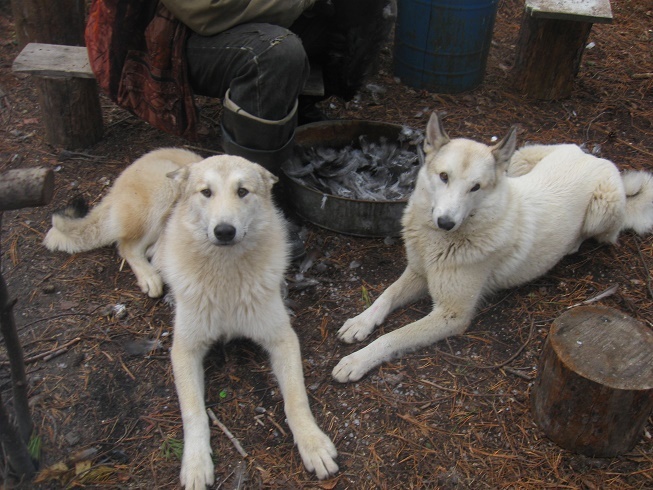 Фотографии Татьяны Немшановой. На фото лайки севера России Дымка и Пуля. Осень таёжная таёжная. Октябрь в тайге Крайнего Севера ХМАО Югра Зауралье Приполярный Урал, Таёжное безмолвие. 