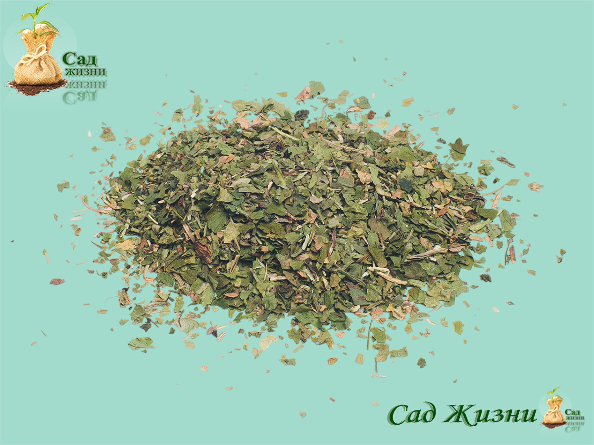 Сушим пряные травы