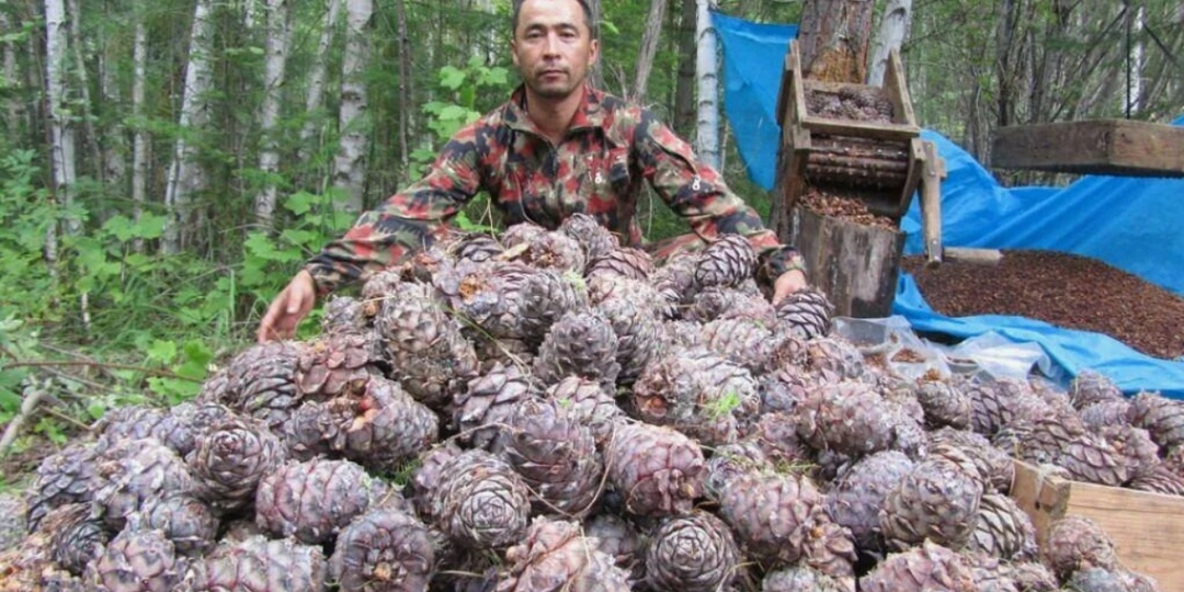 НАЧАЛОСЬ: мигранты выгоняют русских из тайги и обещают прирезать