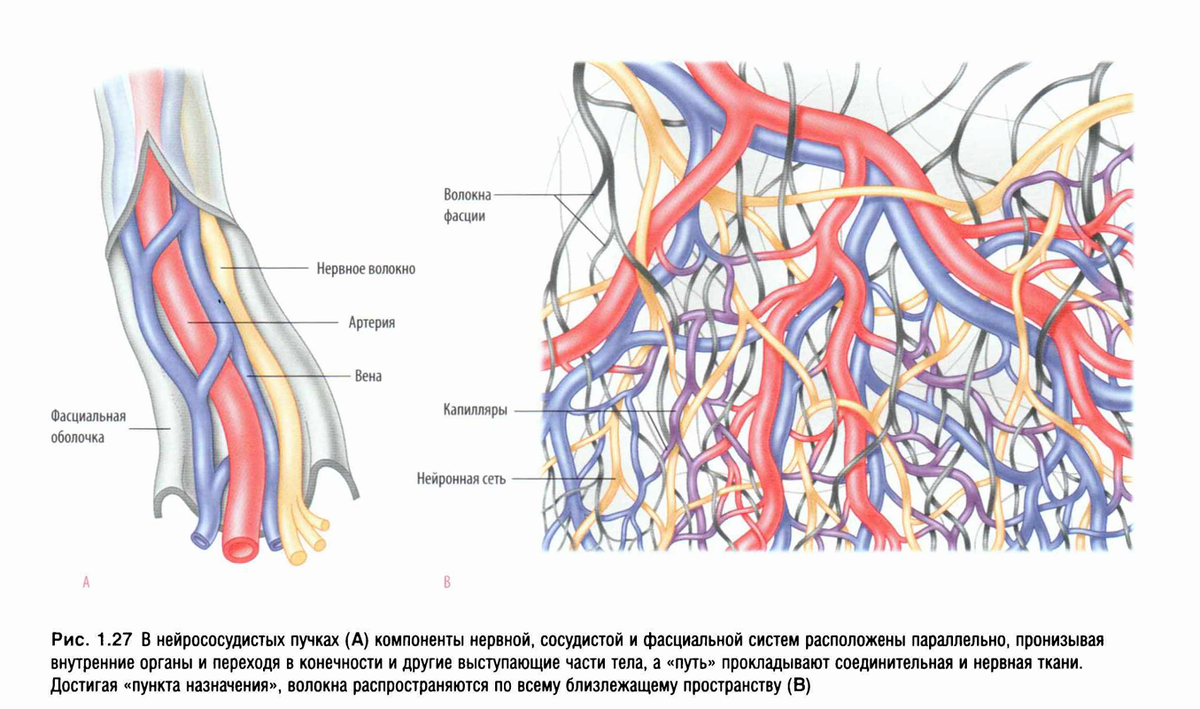Биоэнергия элементарно не струится по зажатым тканям и мы ощущаем это телесное состояние как леность и апатию. 