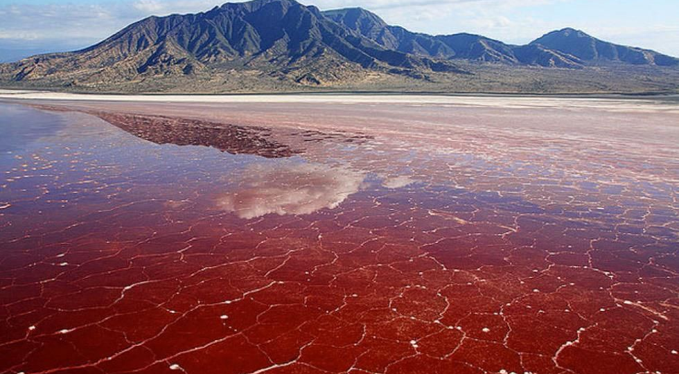 Озеро, которое превращает живое в камень. И оно существует на самом деле