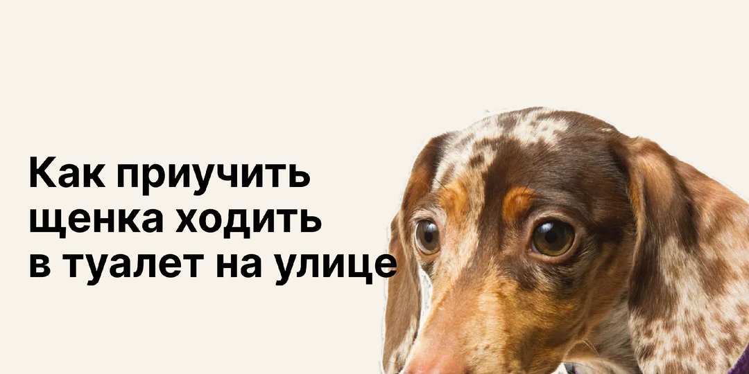 Как приучить щенка ходить в туалет на улице