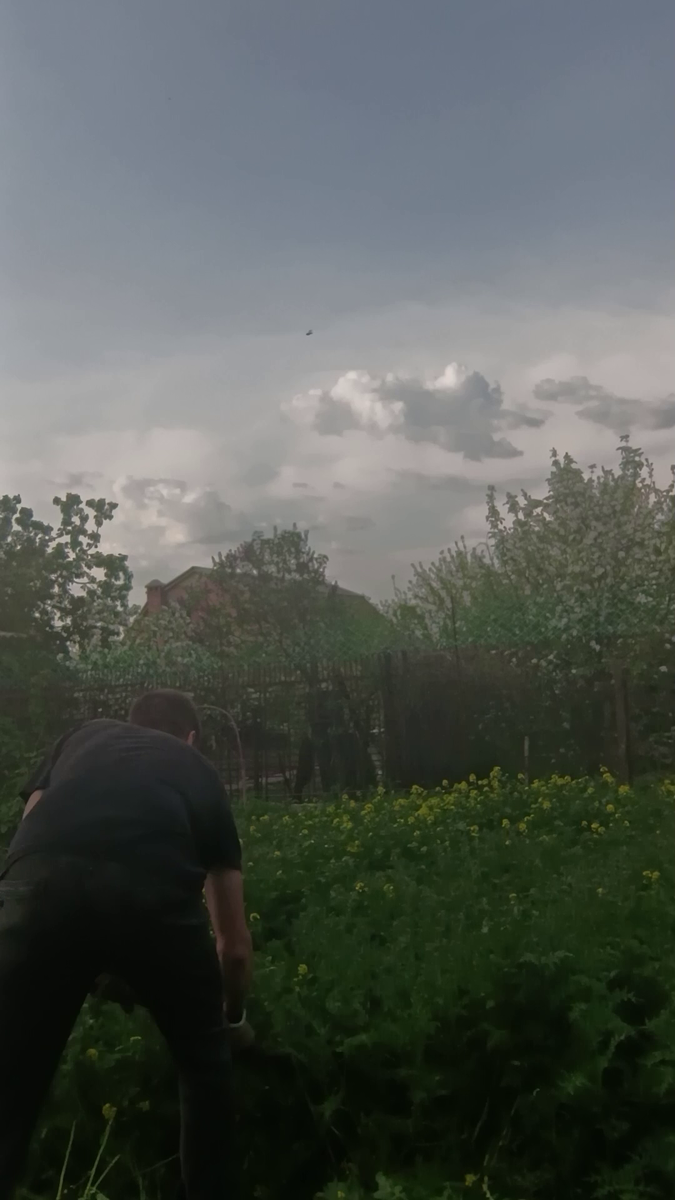 Рудбекия – канал про цветы. Сидерат горчица. Весна 2025 год.