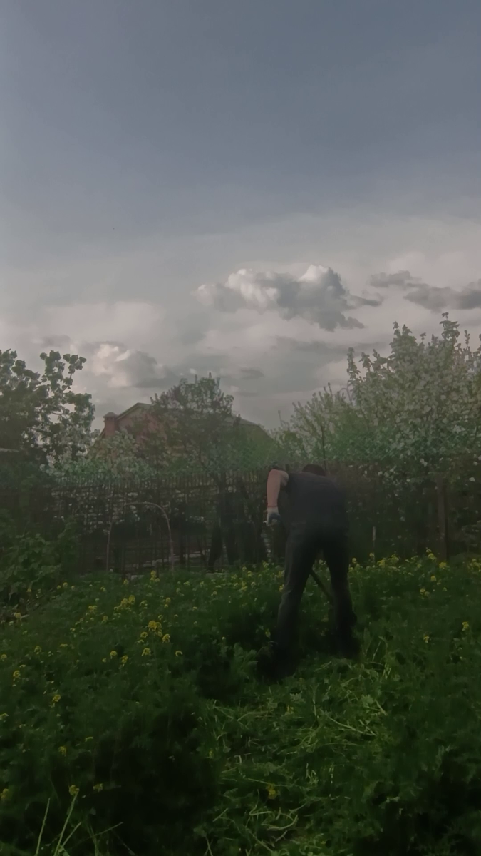 Рудбекия – канал про цветы. Сидерат горчица. Весна 2025год.