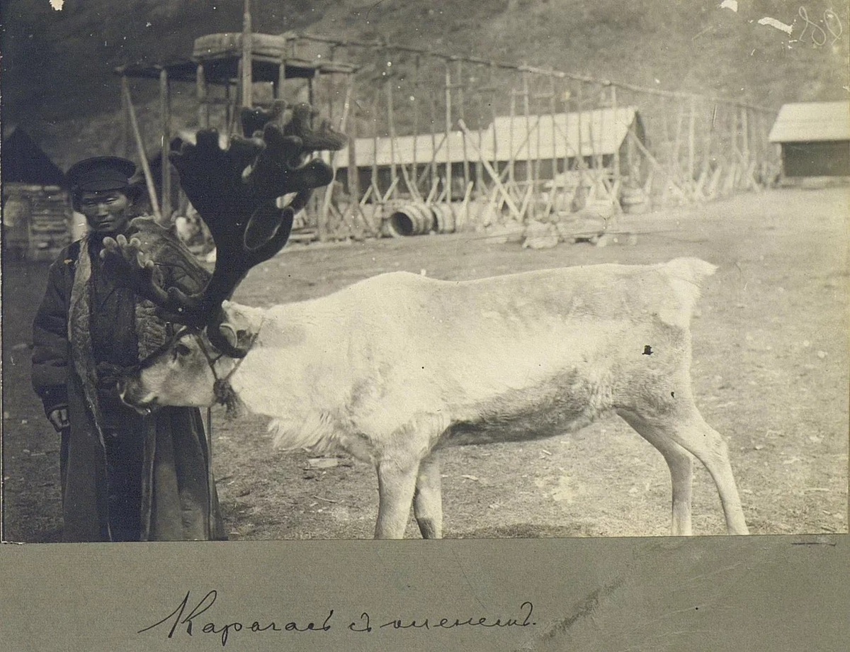 Мужчина с оленем. Фото В.Н. Васильева, из музейных фондов РФ. 1908.