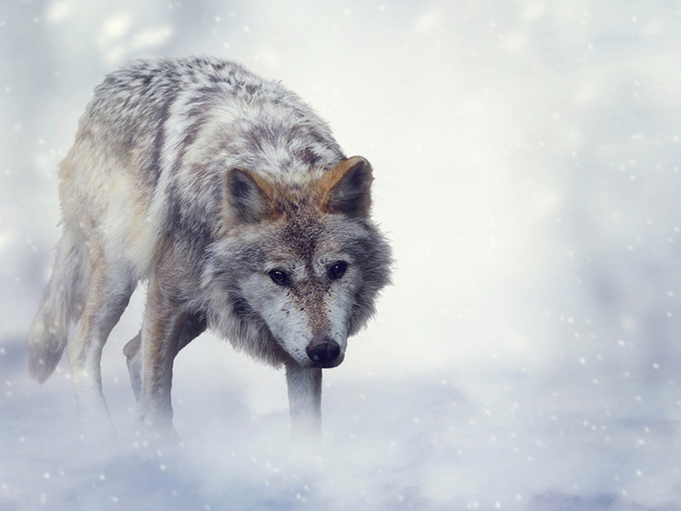     Фото: 1zoom.ru/svetik