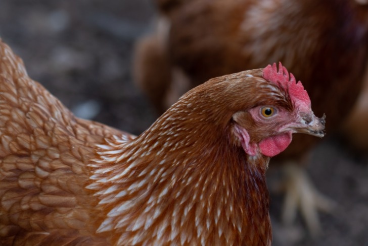    Фото: wirestock/ freepik.com