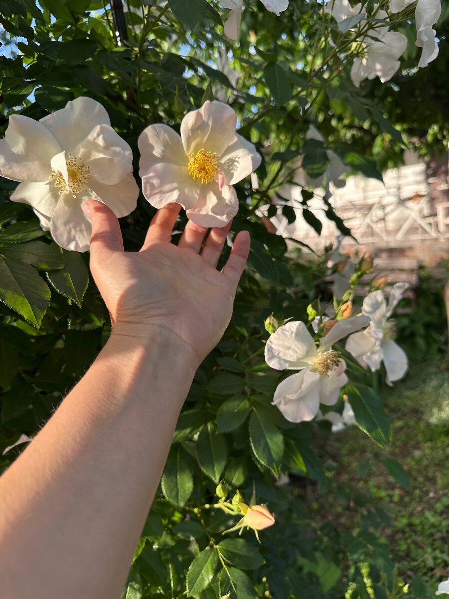 Привлекают внимание крупные цветы простой формы на опоре