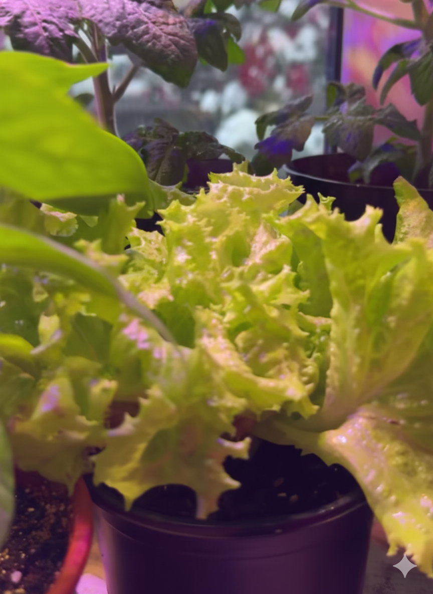 Бутерброд со свежим листиком салата - что может быть лучше!