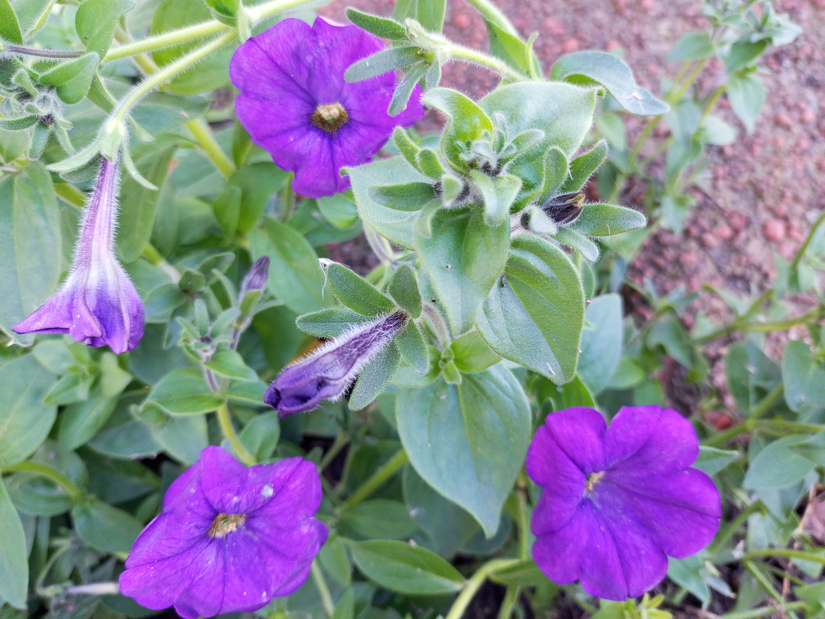 Фото автора.