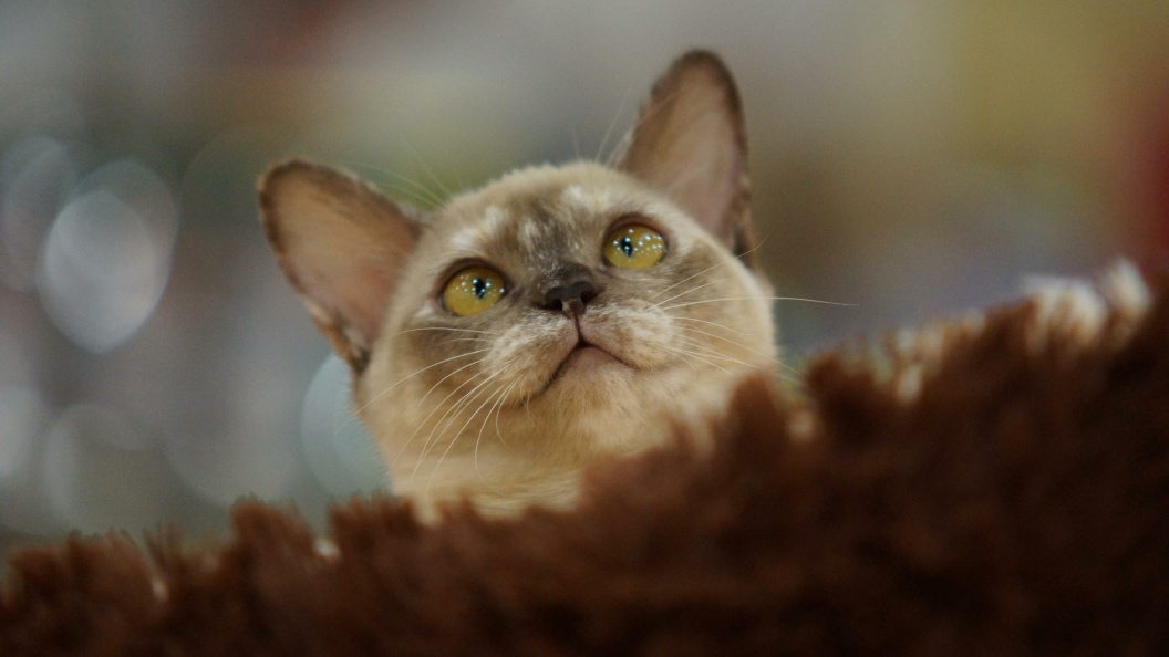    Фото: Olga Sokolova/Globallookpress