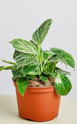 Филодендрон