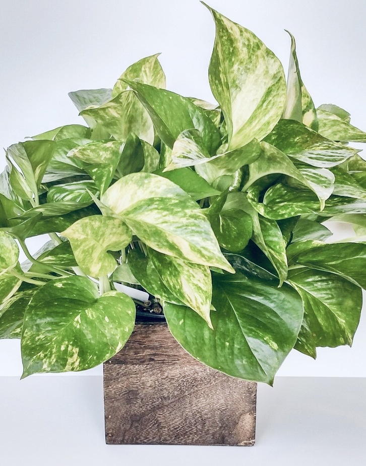 Сциндапсус