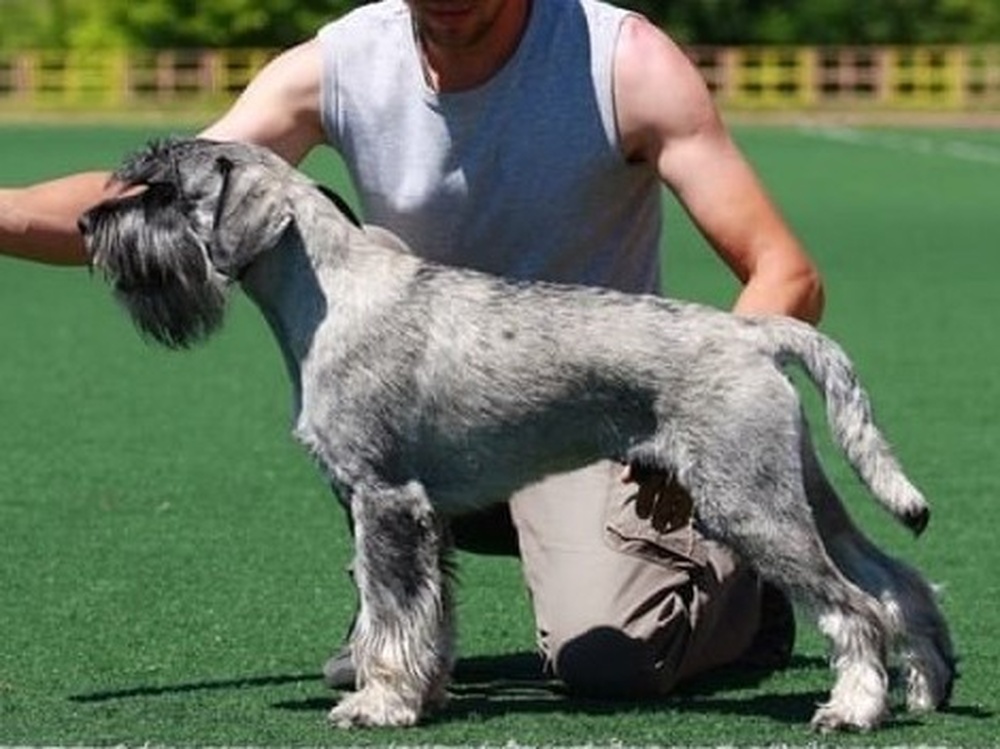 Найс на выставке