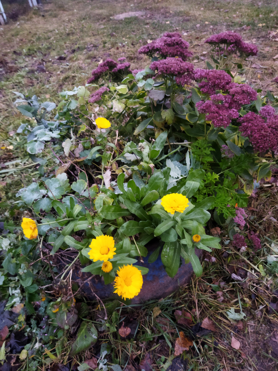 Но даже в ноябре можно найти стойкие цветы