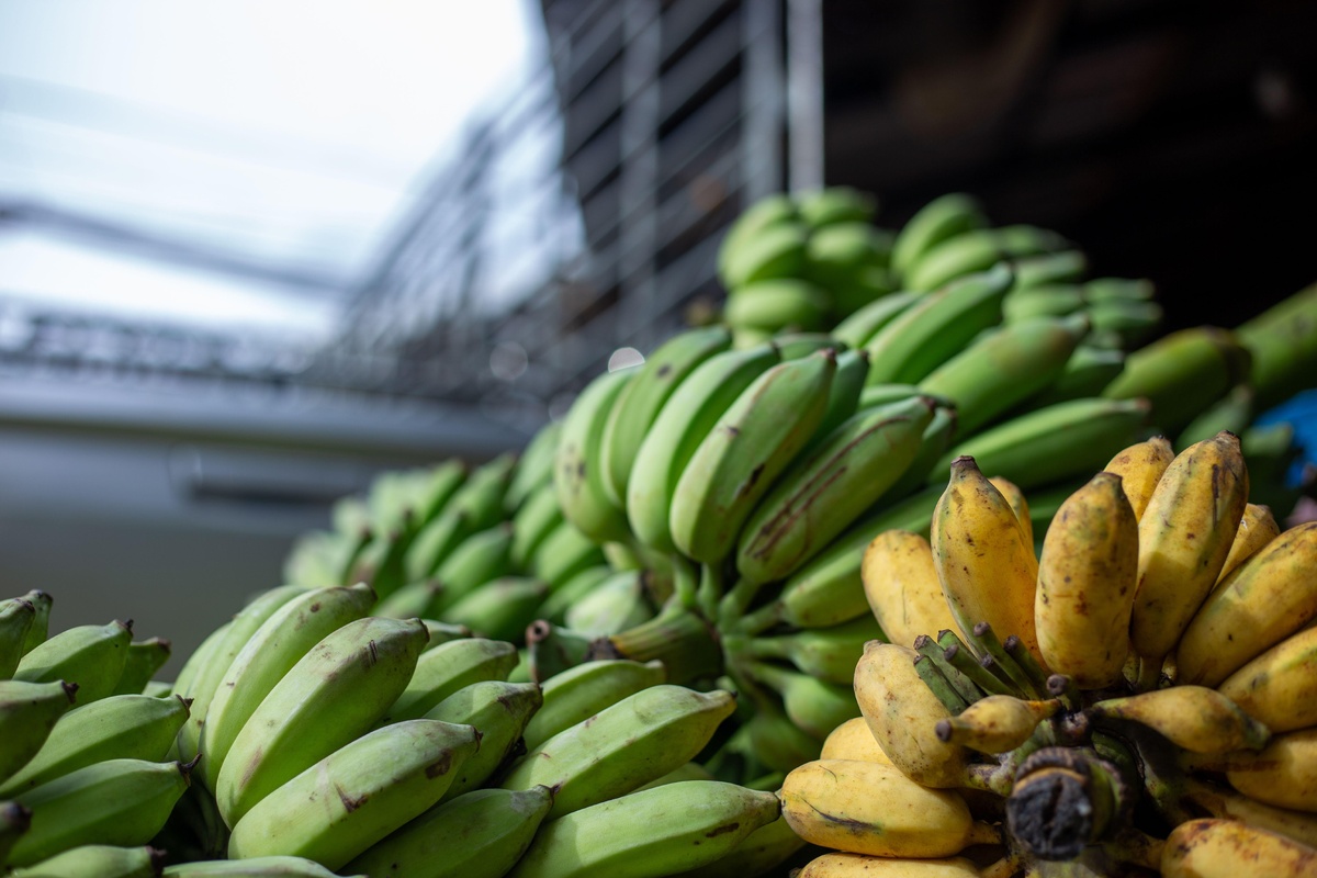     Разница существенная: какие бананы полезнее - зеленые, спелые или перезрелые?