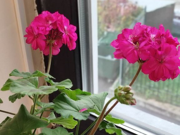 Чтобы не выживала, а набиралась сил: 5 правил зимнего ухода за пеларгонией