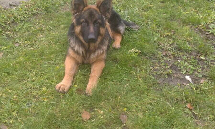 Джек ищет дом!