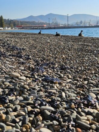    Фото: t.me/my_tuapse