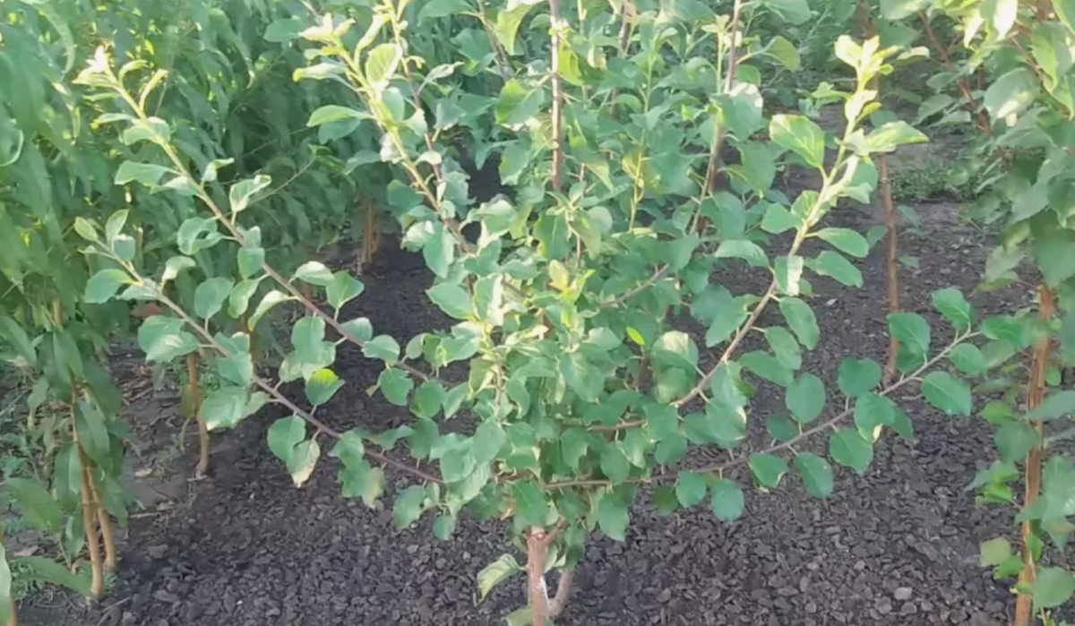 молодые саженцы