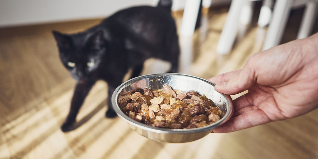 Он есть в корме, который вы купили сегодня. Ветеринары бьют тревогу, а производители — скрывают исследование 1992 года