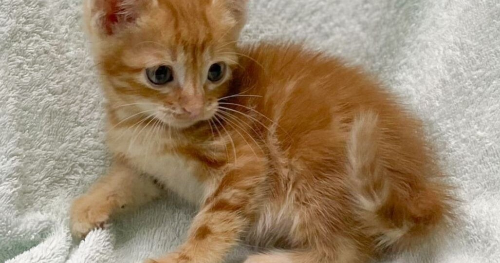 Маленький рыжий котенок ищет дом! Москва, МО