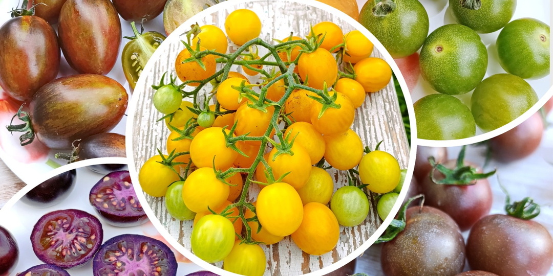 Любимые томаты черри и коктейльные сезона 2025года