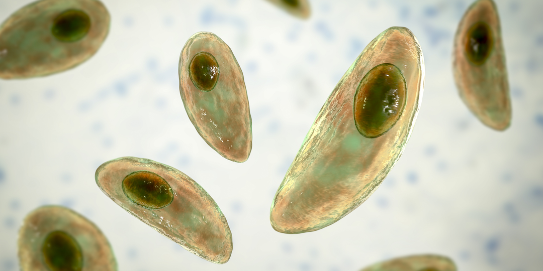 Они управляют нами? Ученые доказали, что в кошках есть паразит, который меняет поведение и психику человека