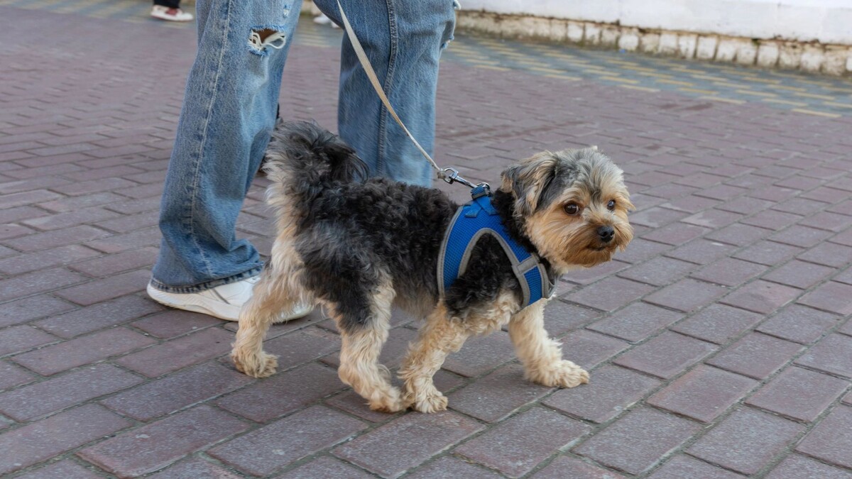    Фото: Александр Чирва/«Ямал-Медиа»