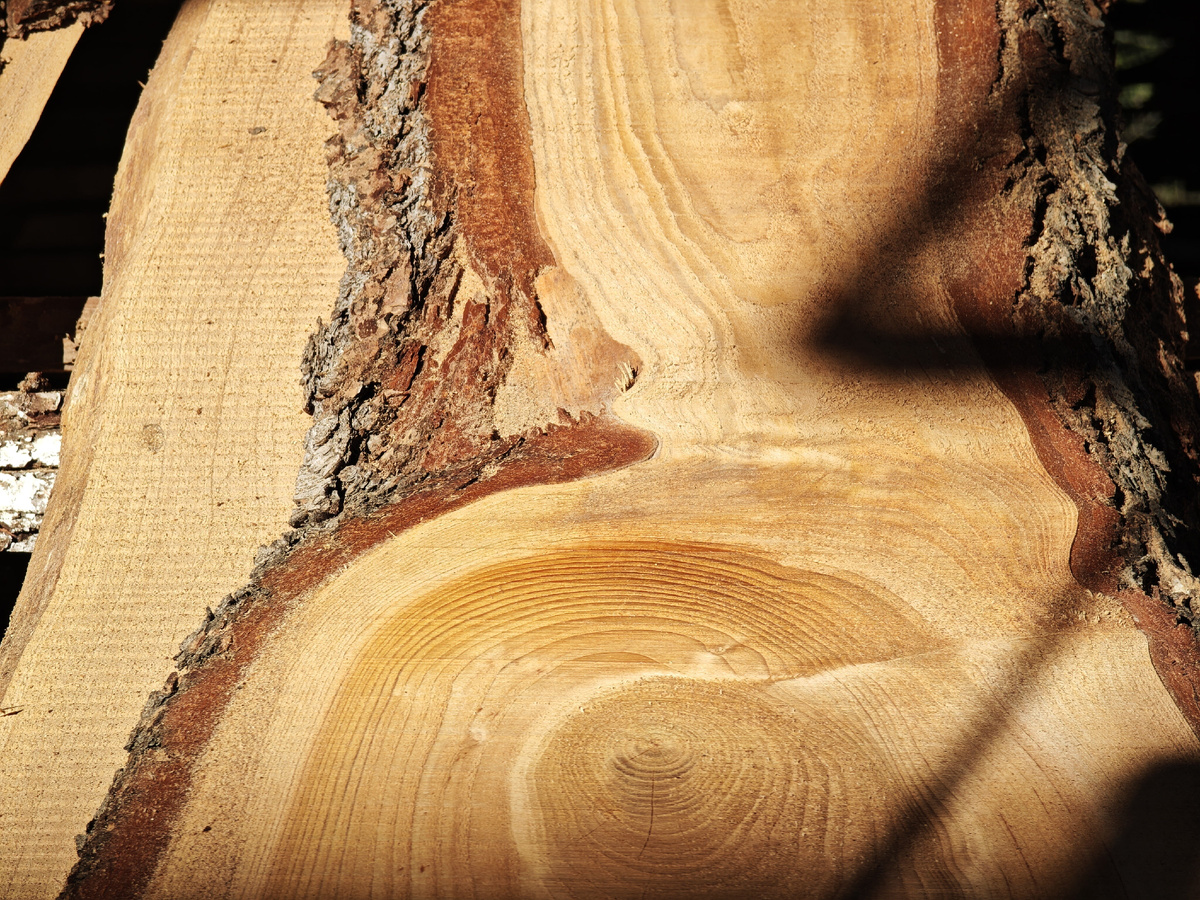 Срез гималайского кедра