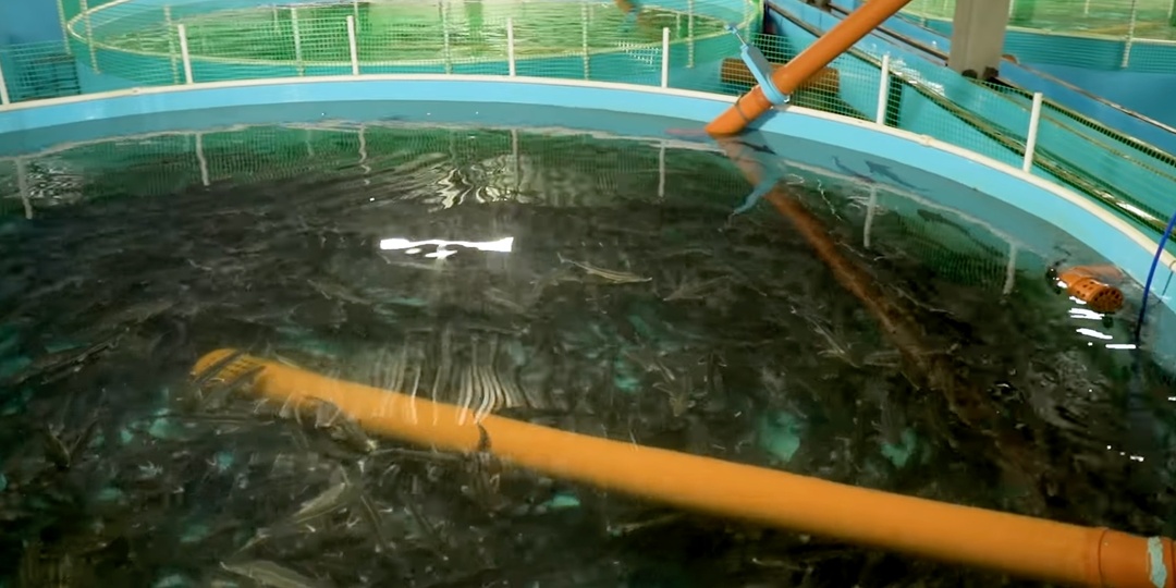 3 самые невыгодные рыбы для разведения.