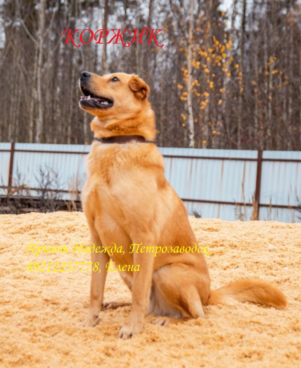 Коржик на прогулке