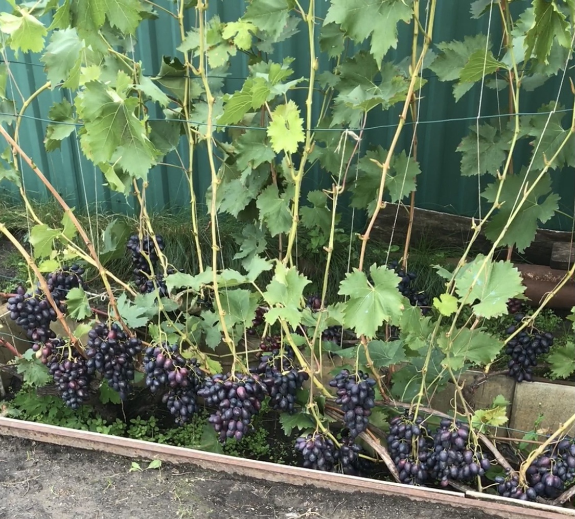 Надежда АЗОС фото 5 сентября 2025 г. 